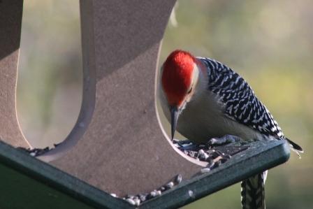 Red-Breasted Woodpecker